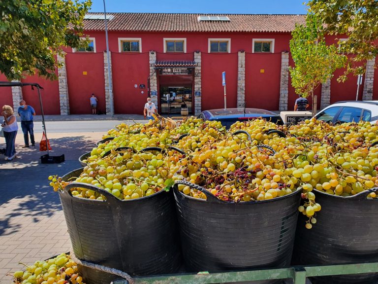 The new harvest campaign that is going to result in a high quality return from Bodegas Xaló.