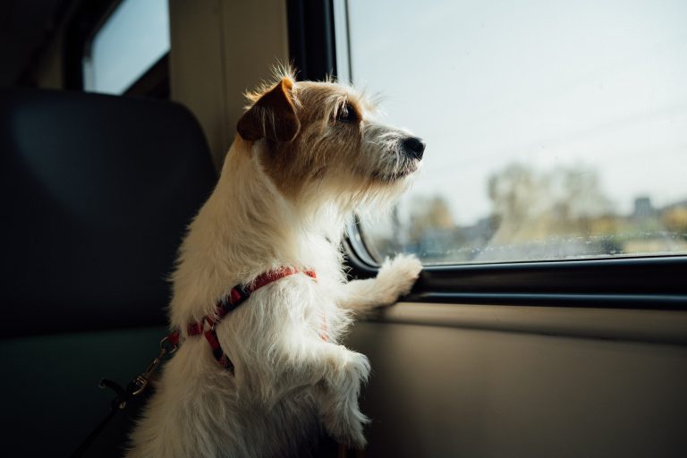 Pet Travel When Relocating to Spain with ELYS Relocations