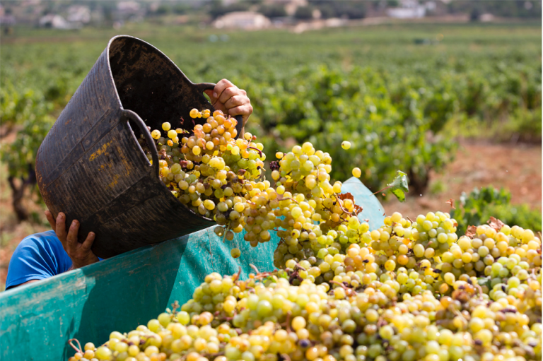 Explore The Wonderful World Of Moscatel Through Bodegas Xaló