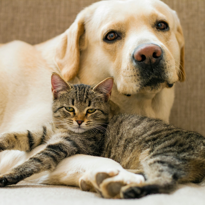 El Port Veterinarios: Chronic Renal Insufficiency