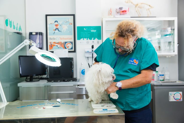 El Port Veterinarios Advises Sterilization For Our Pets As A Preventive Measure