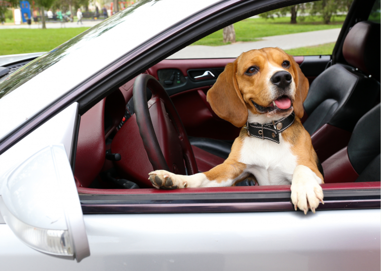 El Port Offers Some Advice On How To Keep Your Dog From Becoming Car Sick When Traveling By Car