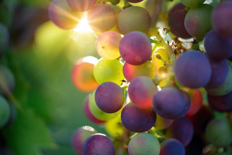 The 12 Grapes of Happiness: A Spanish Tradition Celebrating Life